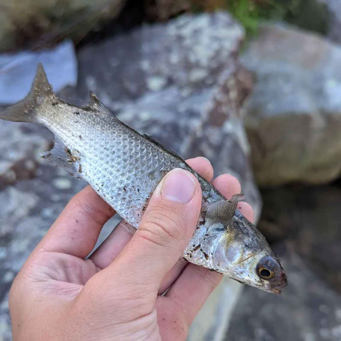 The most recent Striped mullet catches on Fishbrain