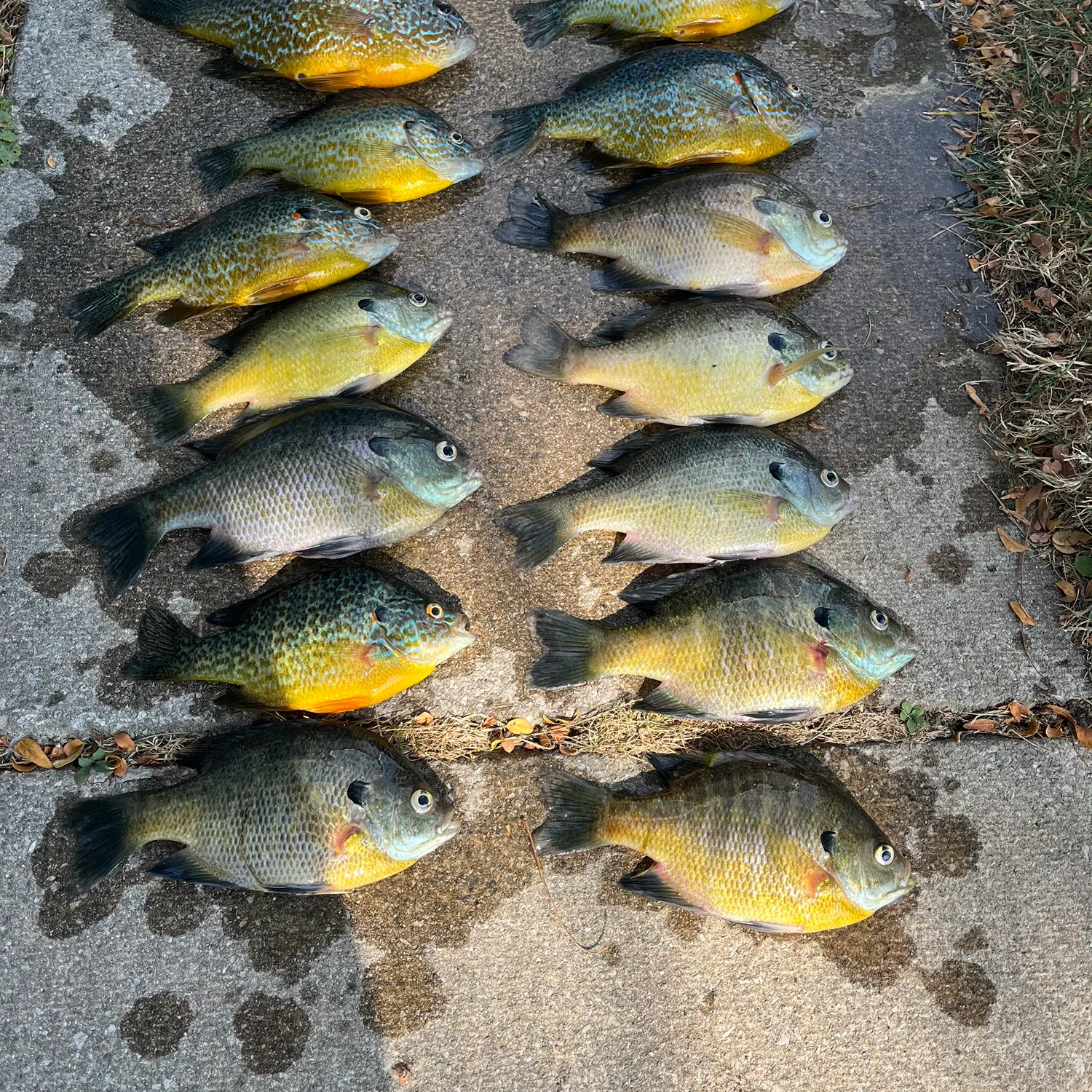 recently logged catches