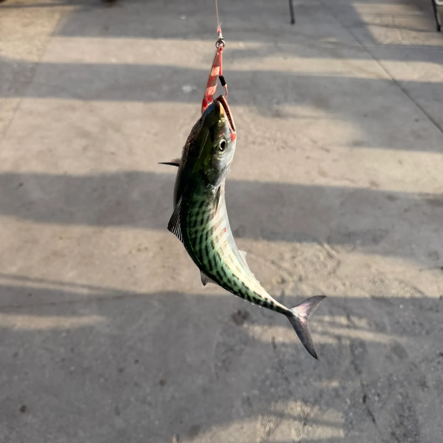 Pacific bonito caught on Fishbrain