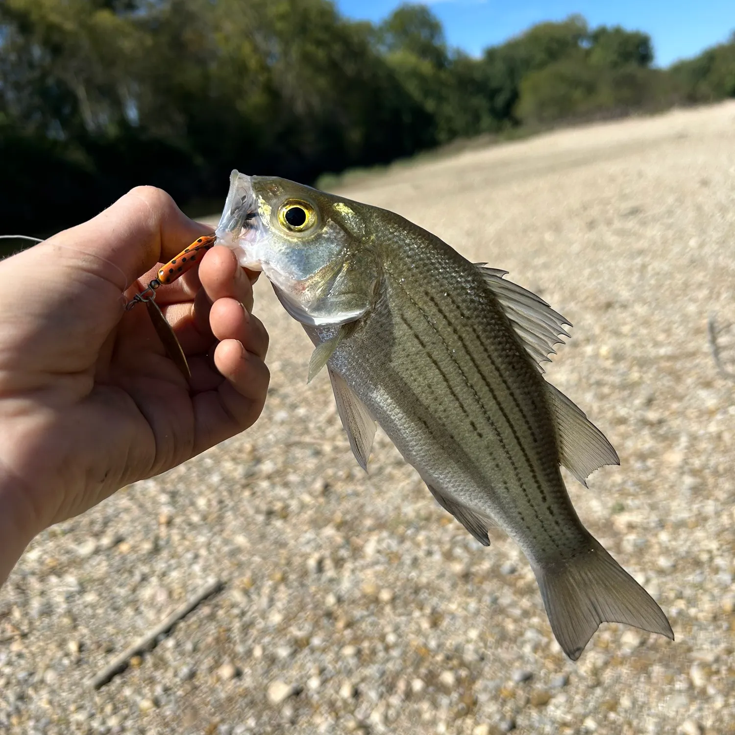 White bass caught on Fishbrain