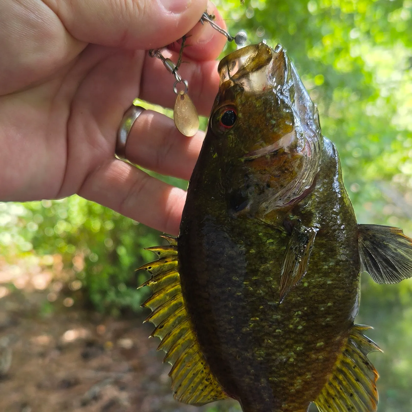 Warmouth caught on Fishbrain
