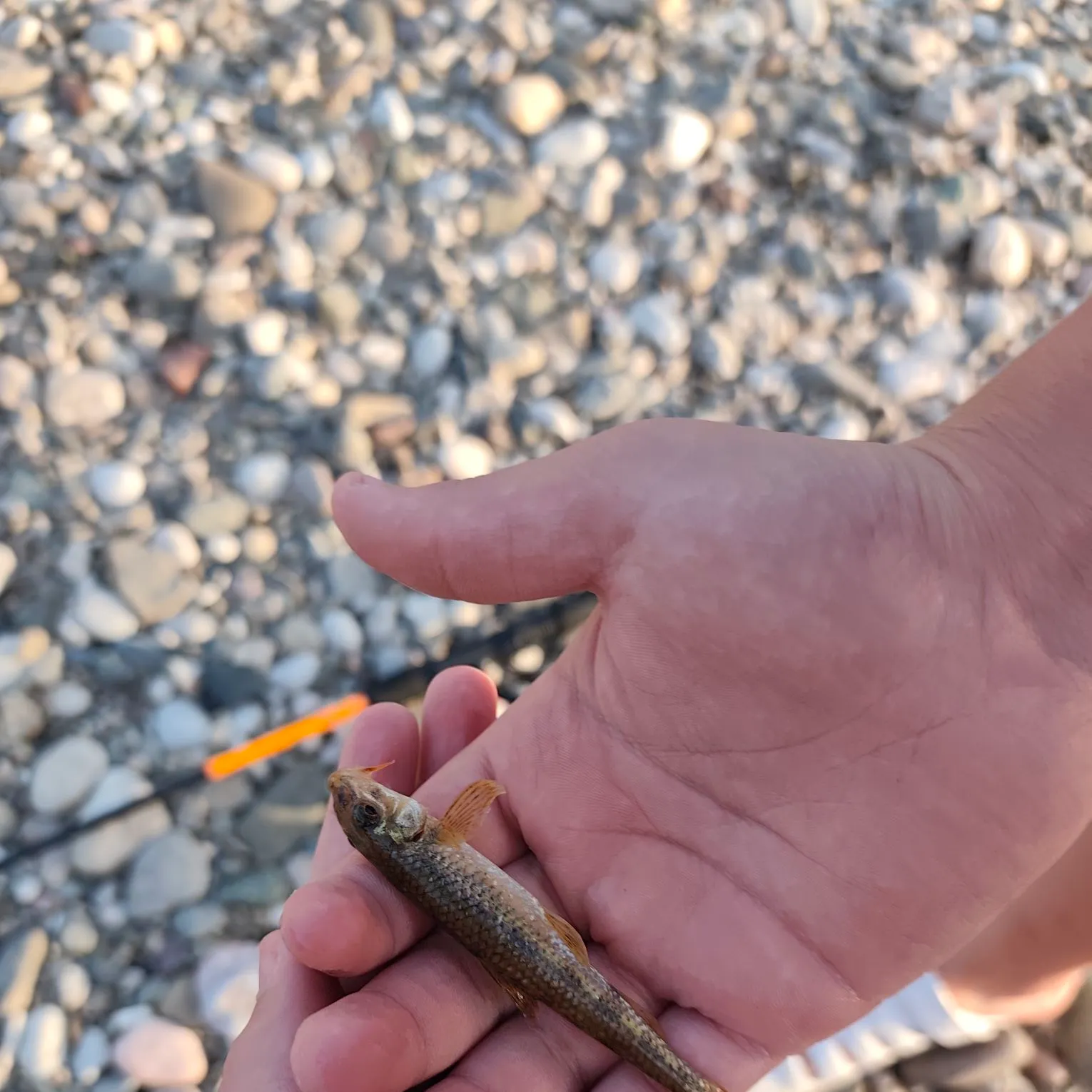 The most recent Gudgeon catches on Fishbrain