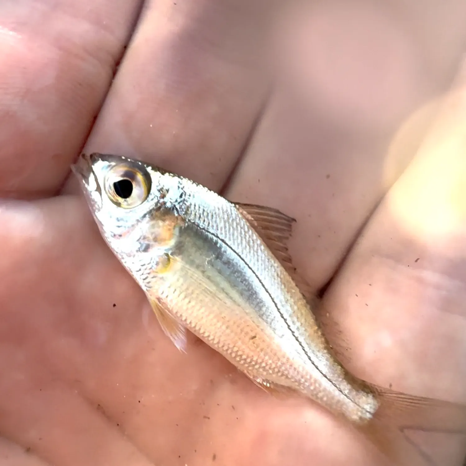 The most recent Slender mojarra catches on Fishbrain