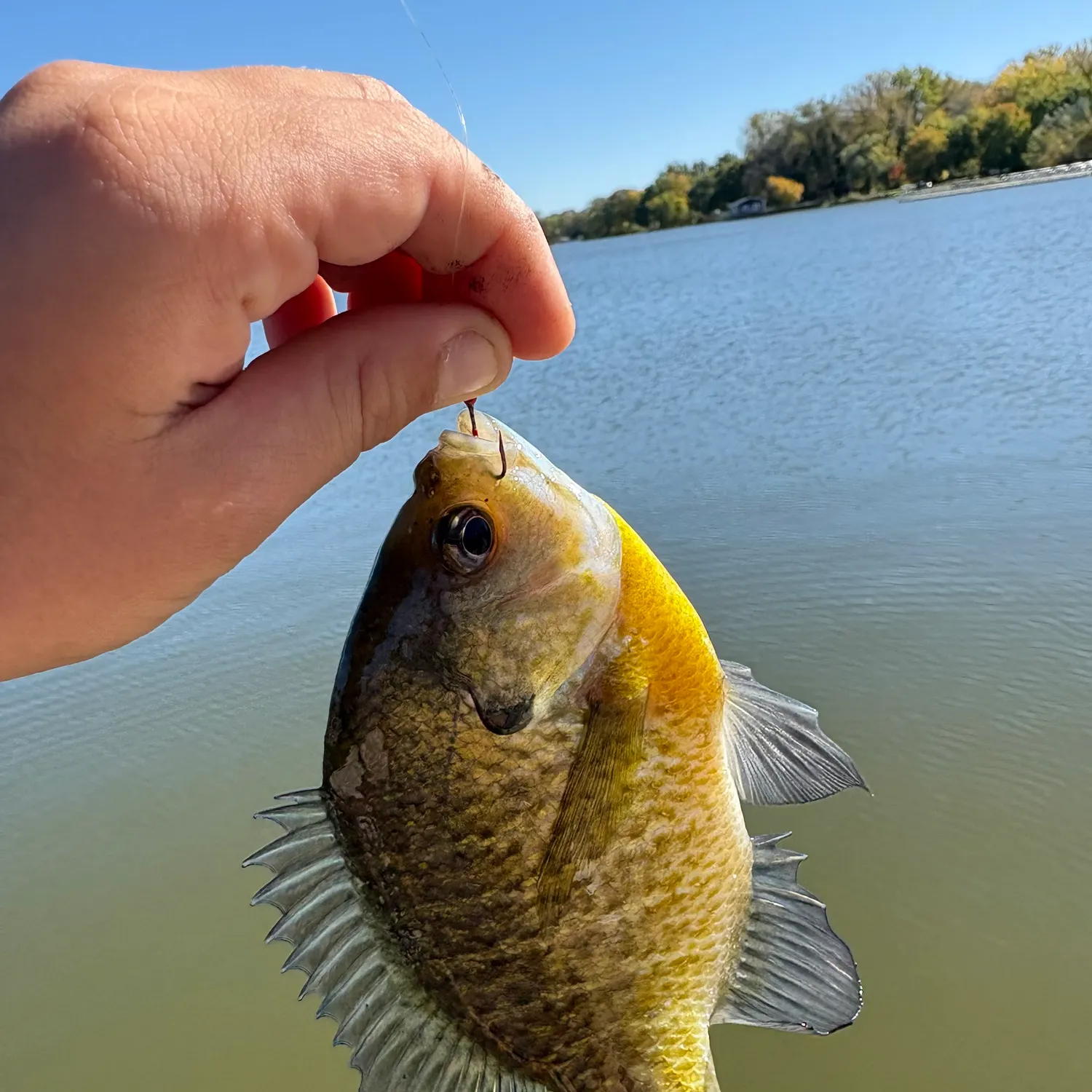 The most recent Bluegill catches on Fishbrain