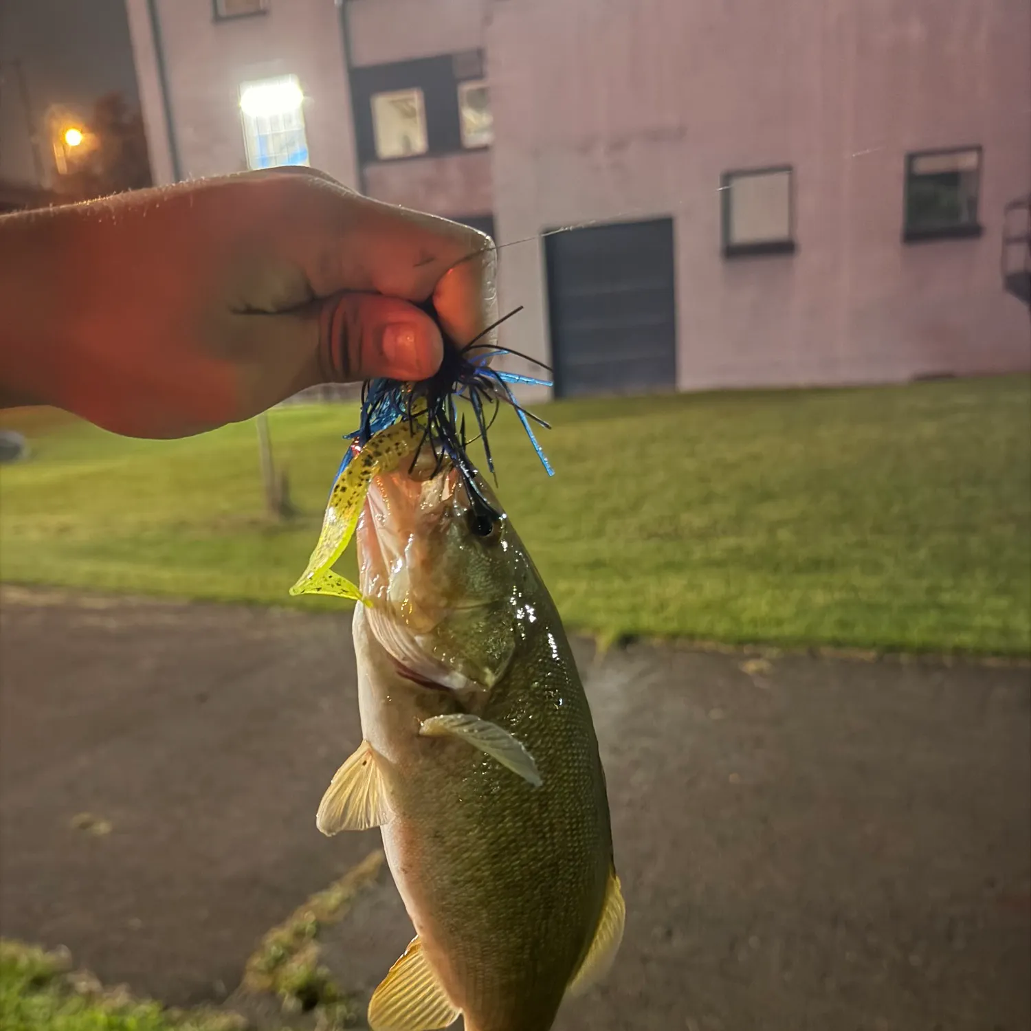 Smallmouth bass caught on Fishbrain