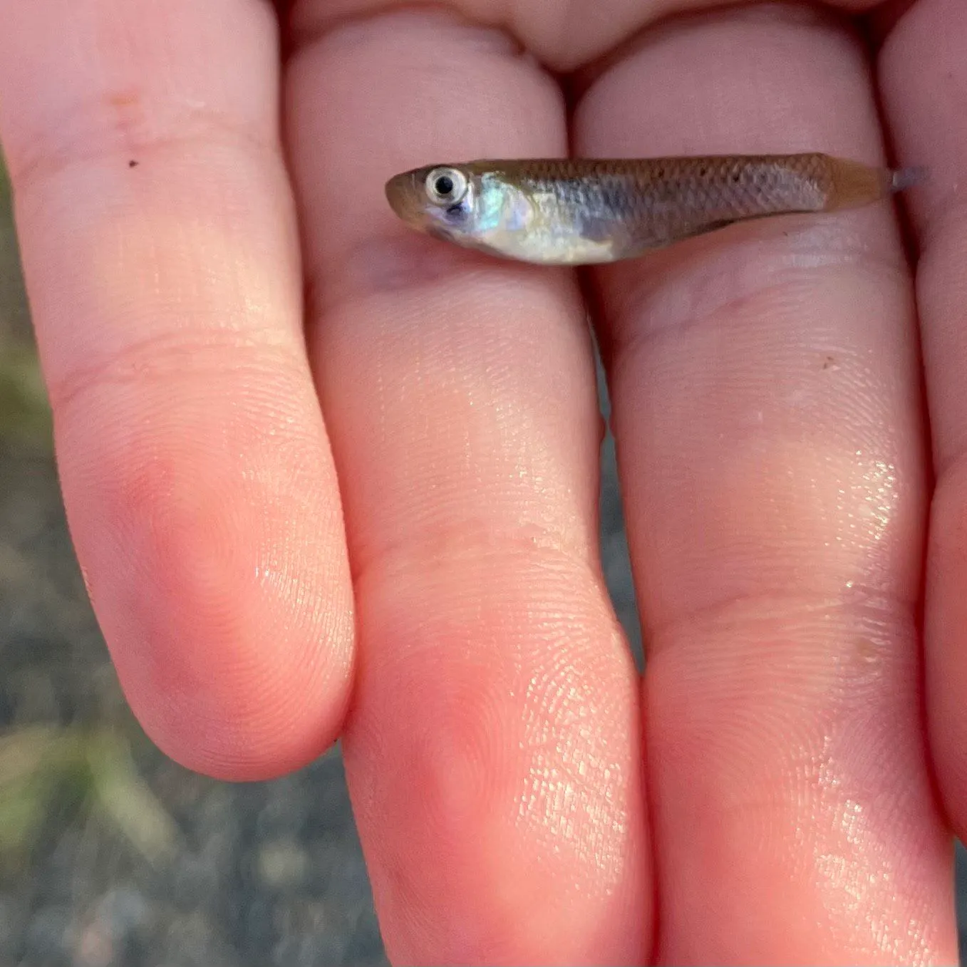 angler catch