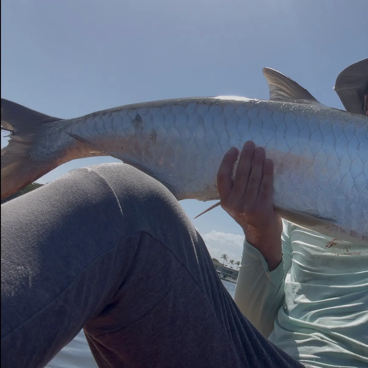 Tarpon caught on Fishbrain