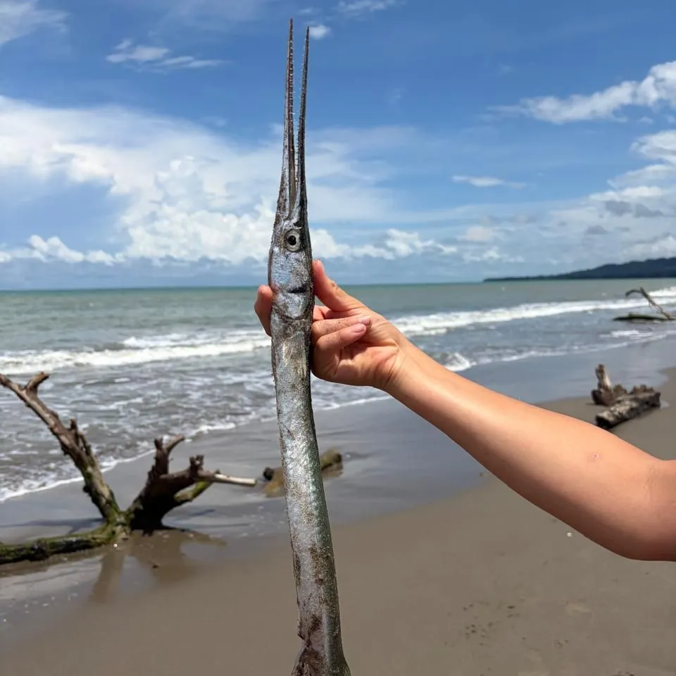 Atlantic needlefish caught on Fishbrain