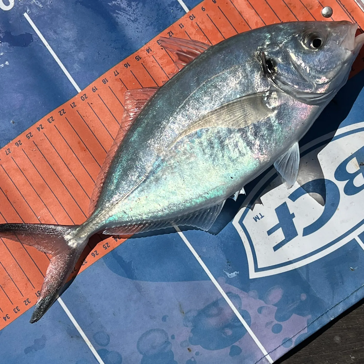 Silver trevally caught on Fishbrain