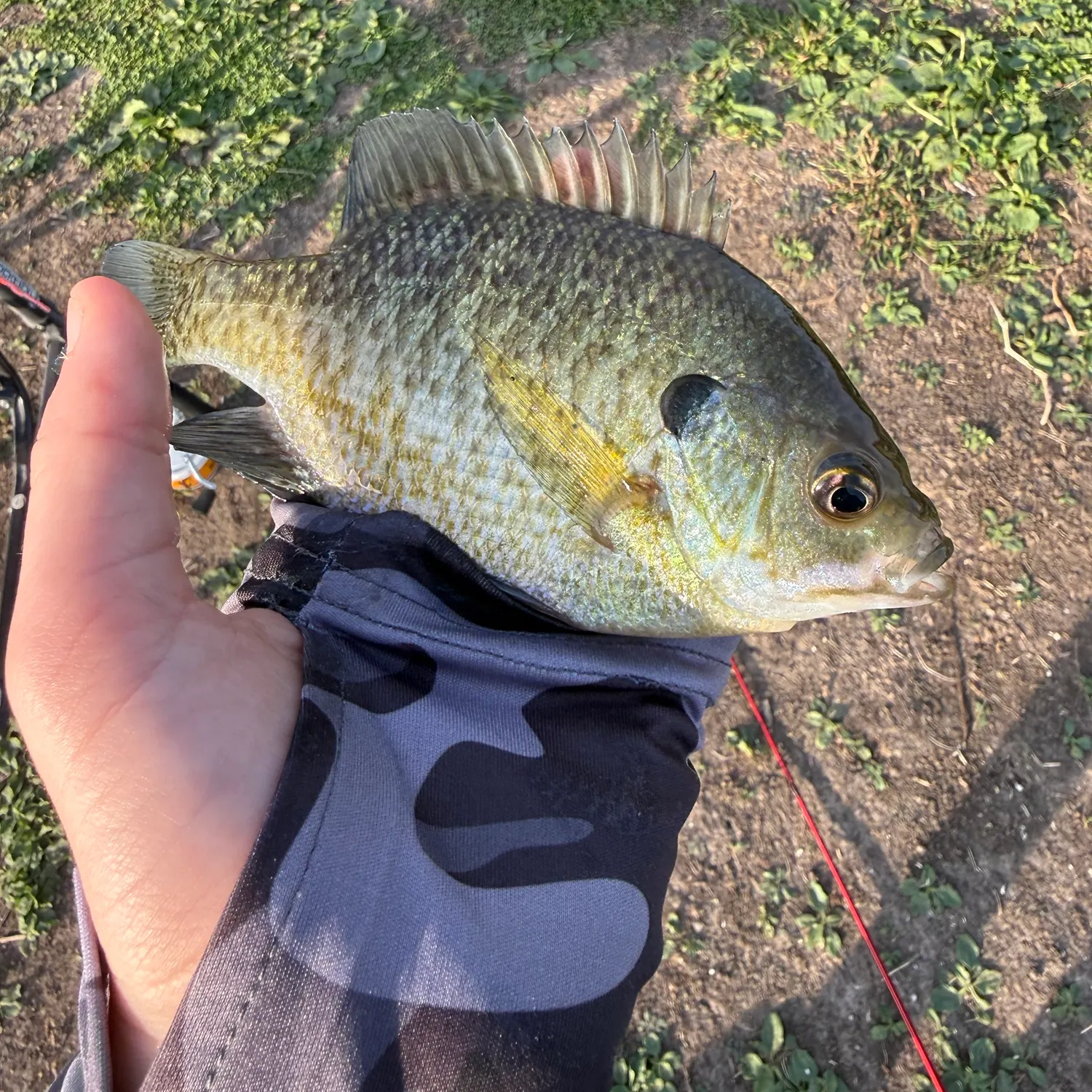 Bluegill caught on Fishbrain