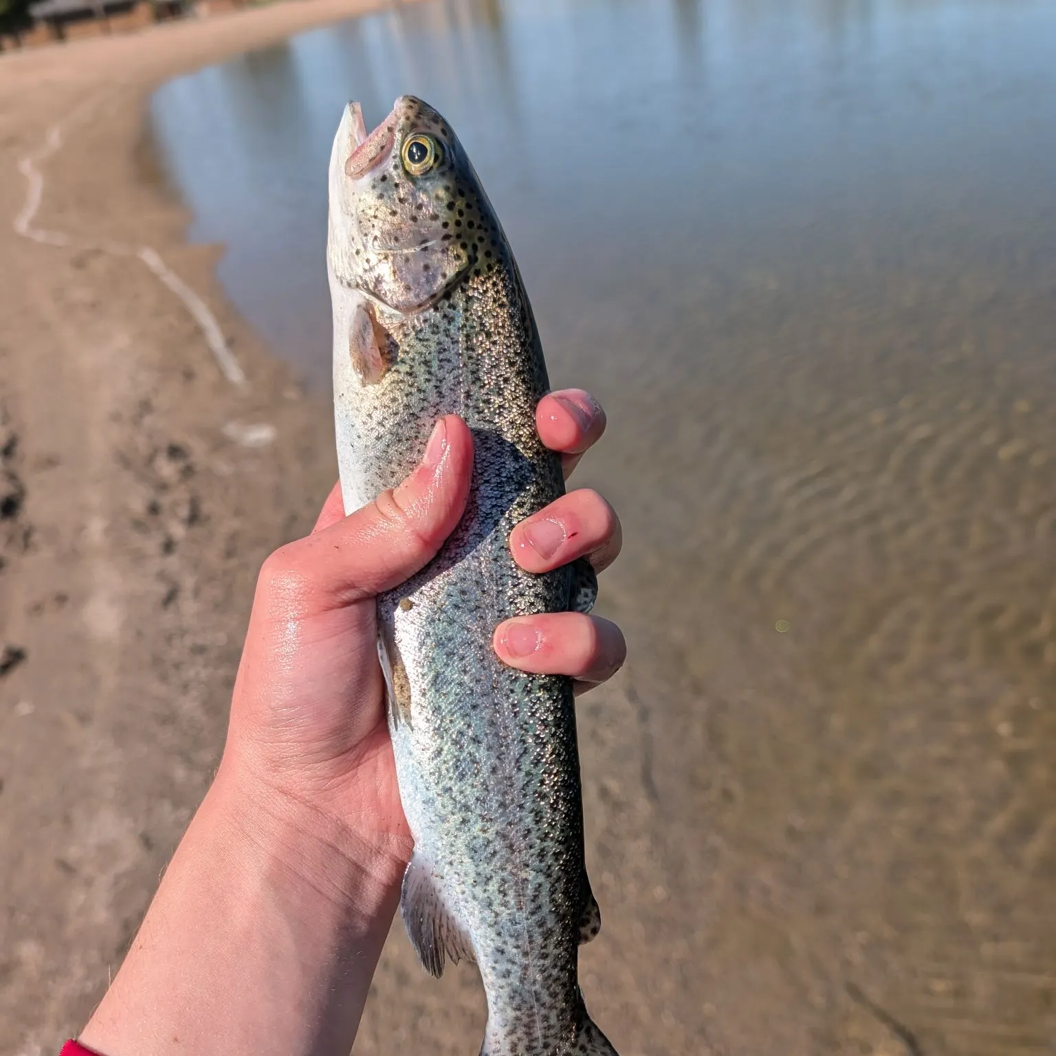 Rainbow trout caught on Fishbrain