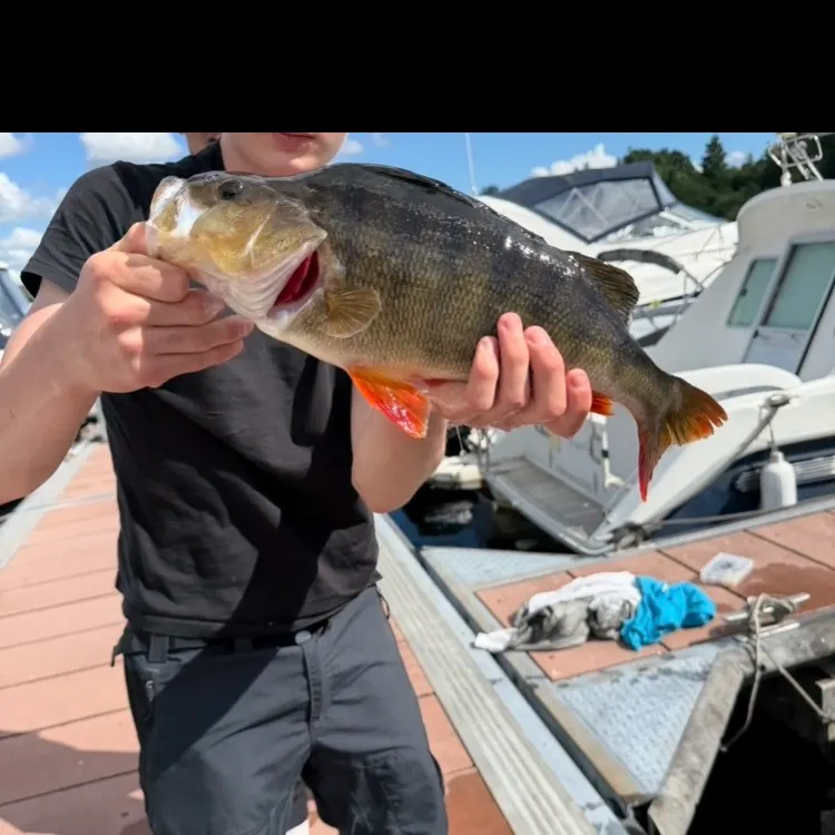 The most recent European perch catches on Fishbrain