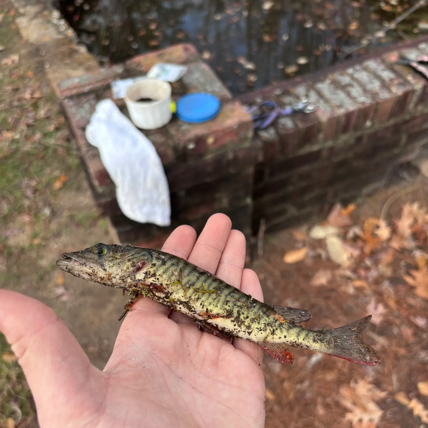 The most recent Redfin pickerel catches on Fishbrain