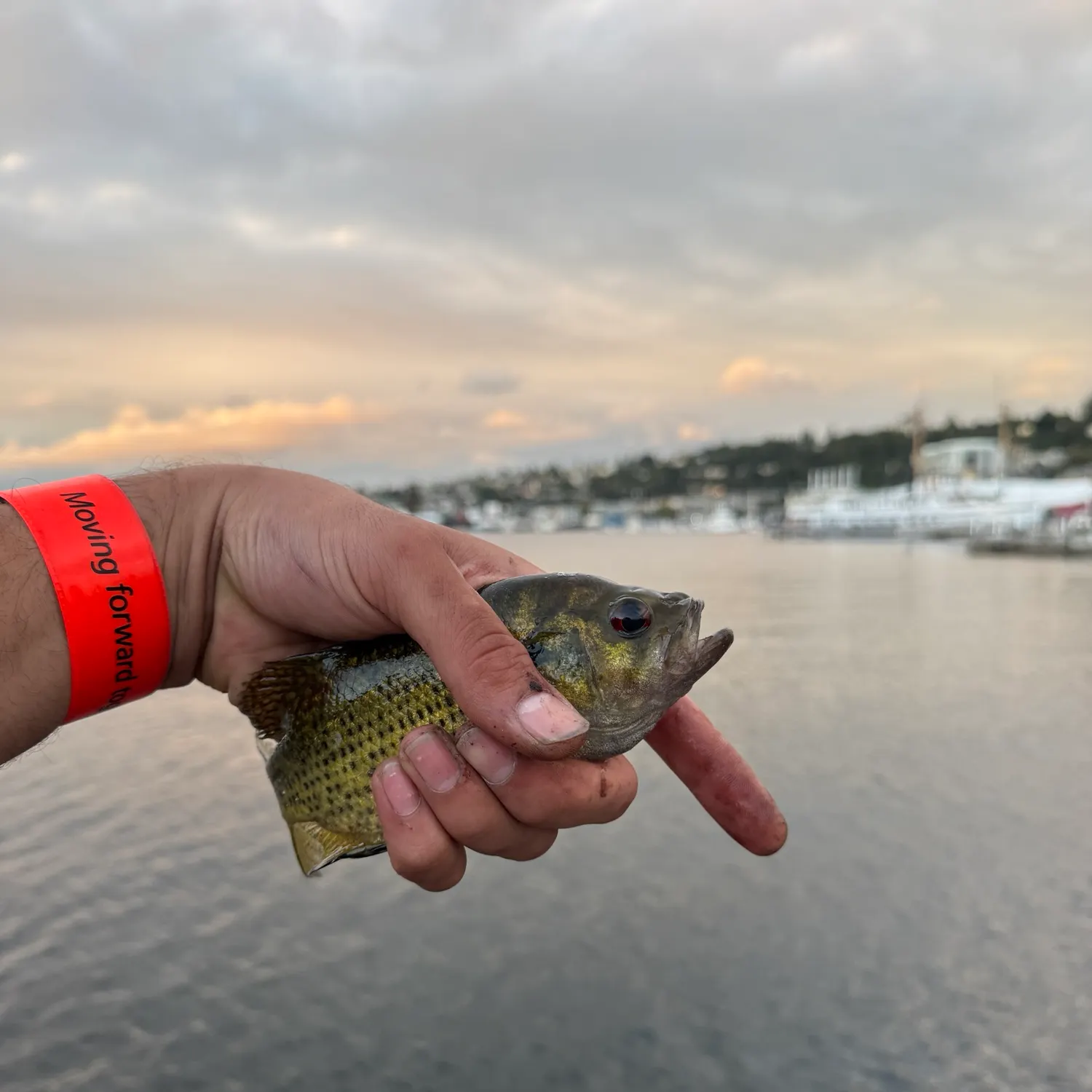The most recent Roanoke bass catches on Fishbrain