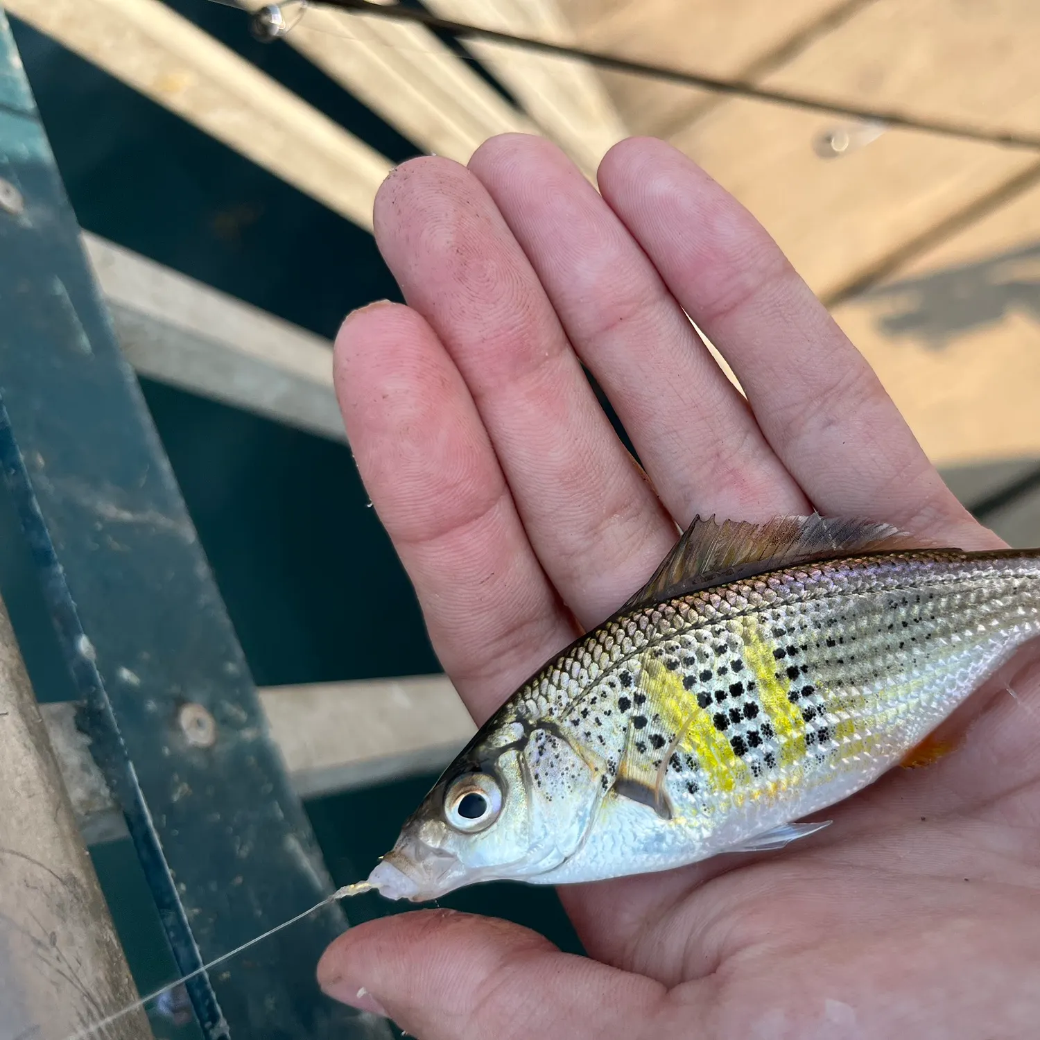 Shiner perch caught on Fishbrain