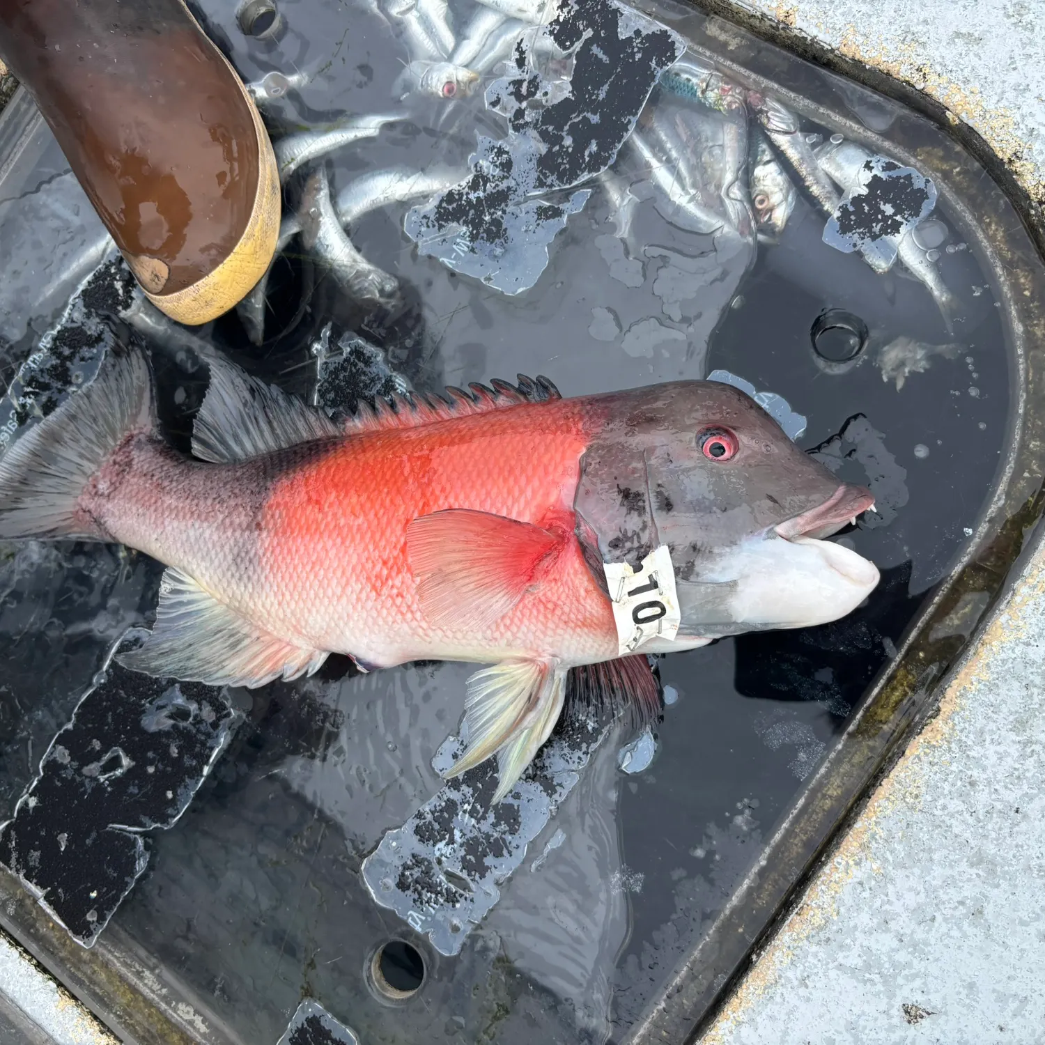 The most recent California sheephead catches on Fishbrain