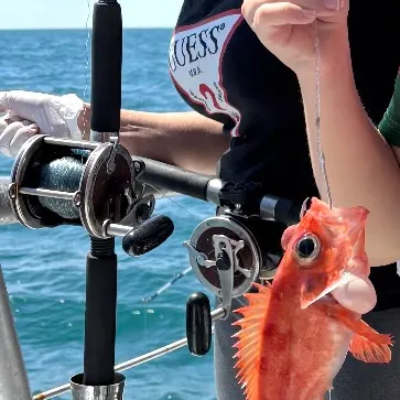 The most recent Cunner catches on Fishbrain