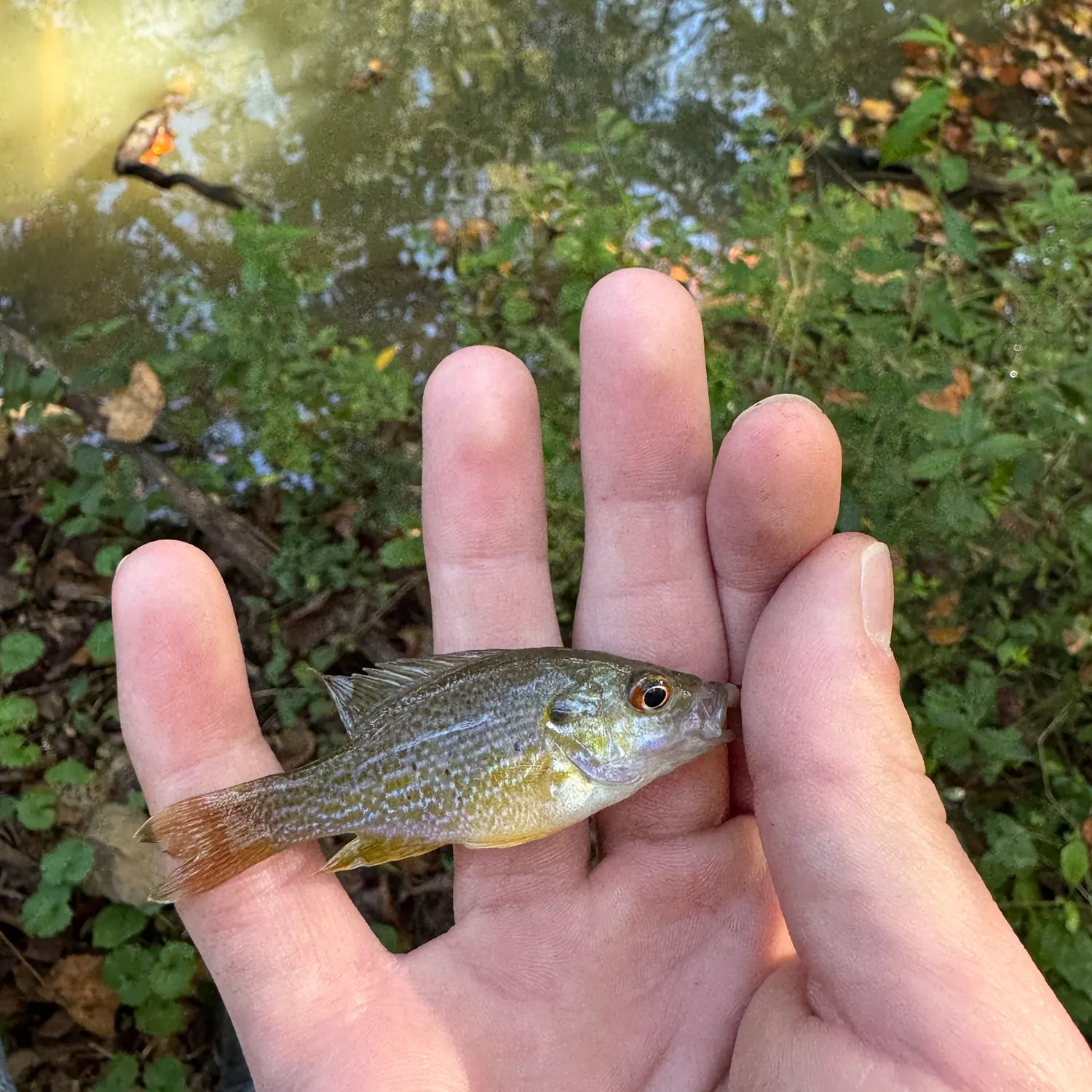 Green sunfish caught on Fishbrain