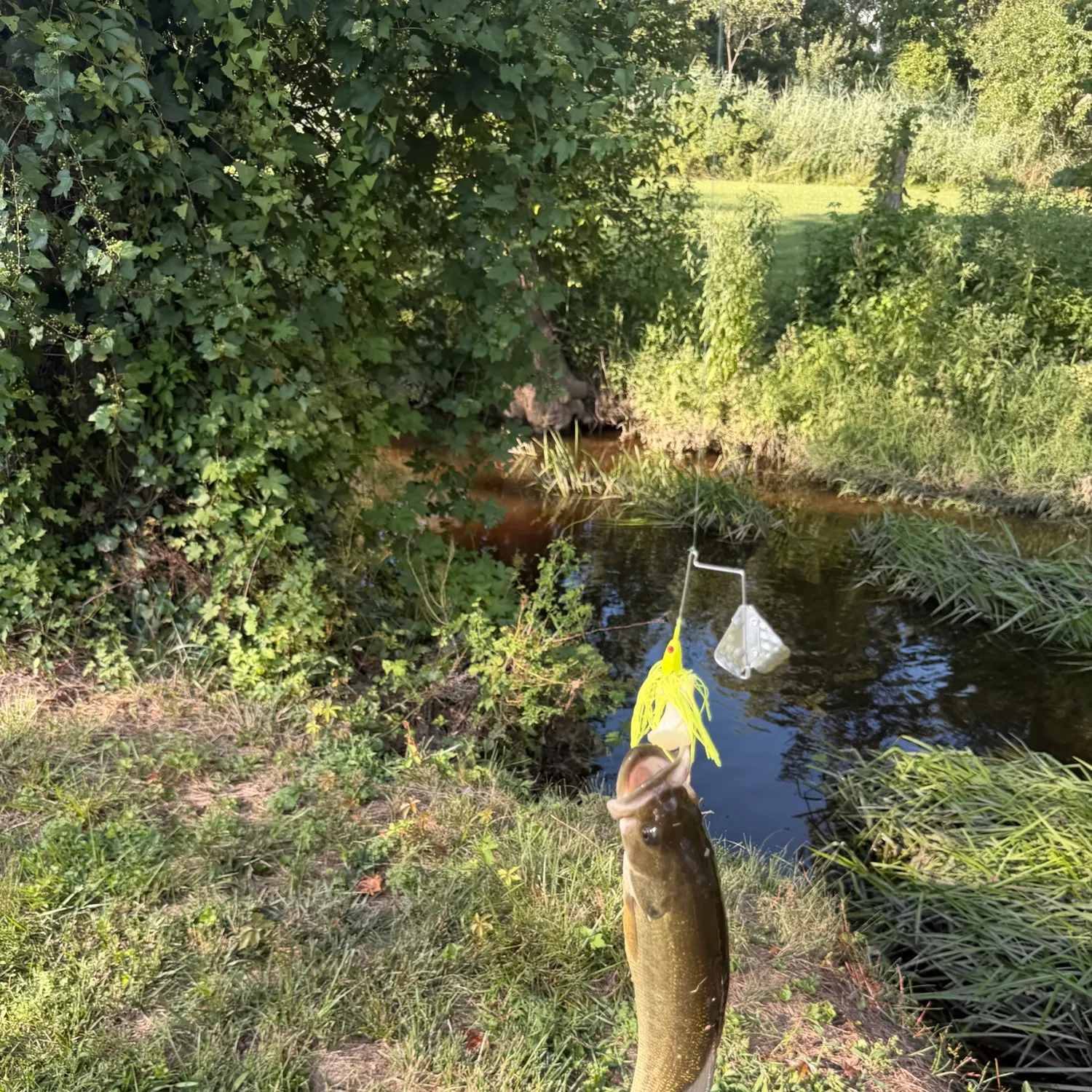 Smallmouth bass caught on Fishbrain