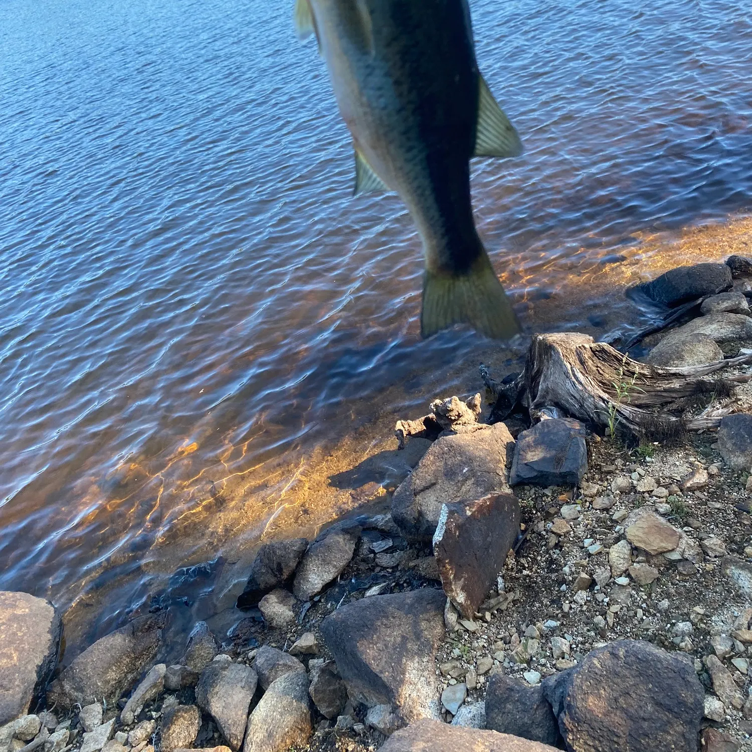 Largemouth bass caught on Fishbrain