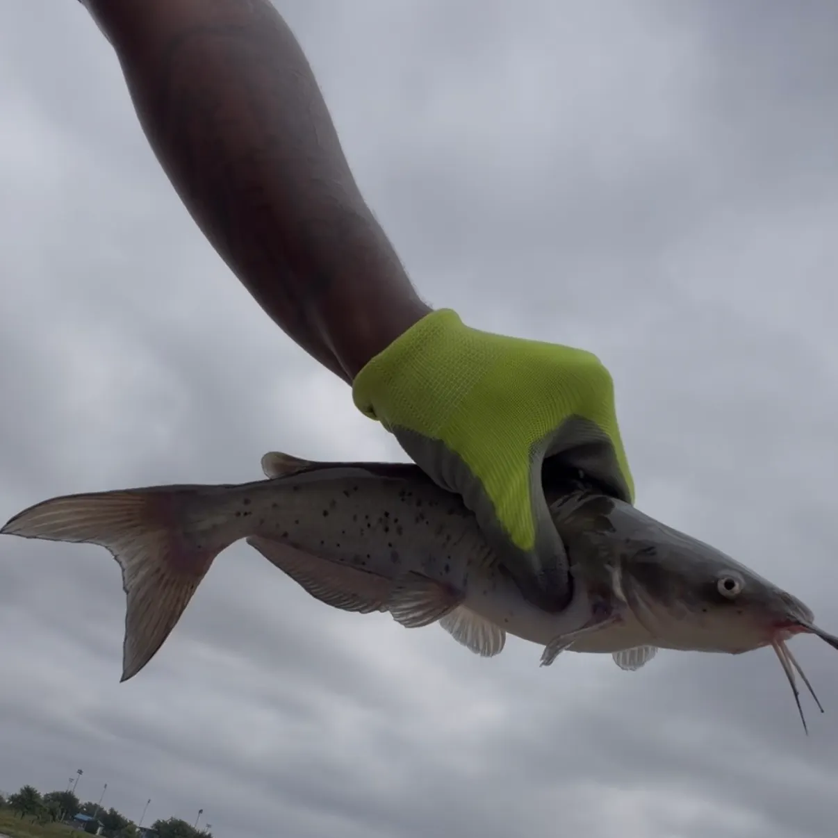 Channel catfish caught on Fishbrain