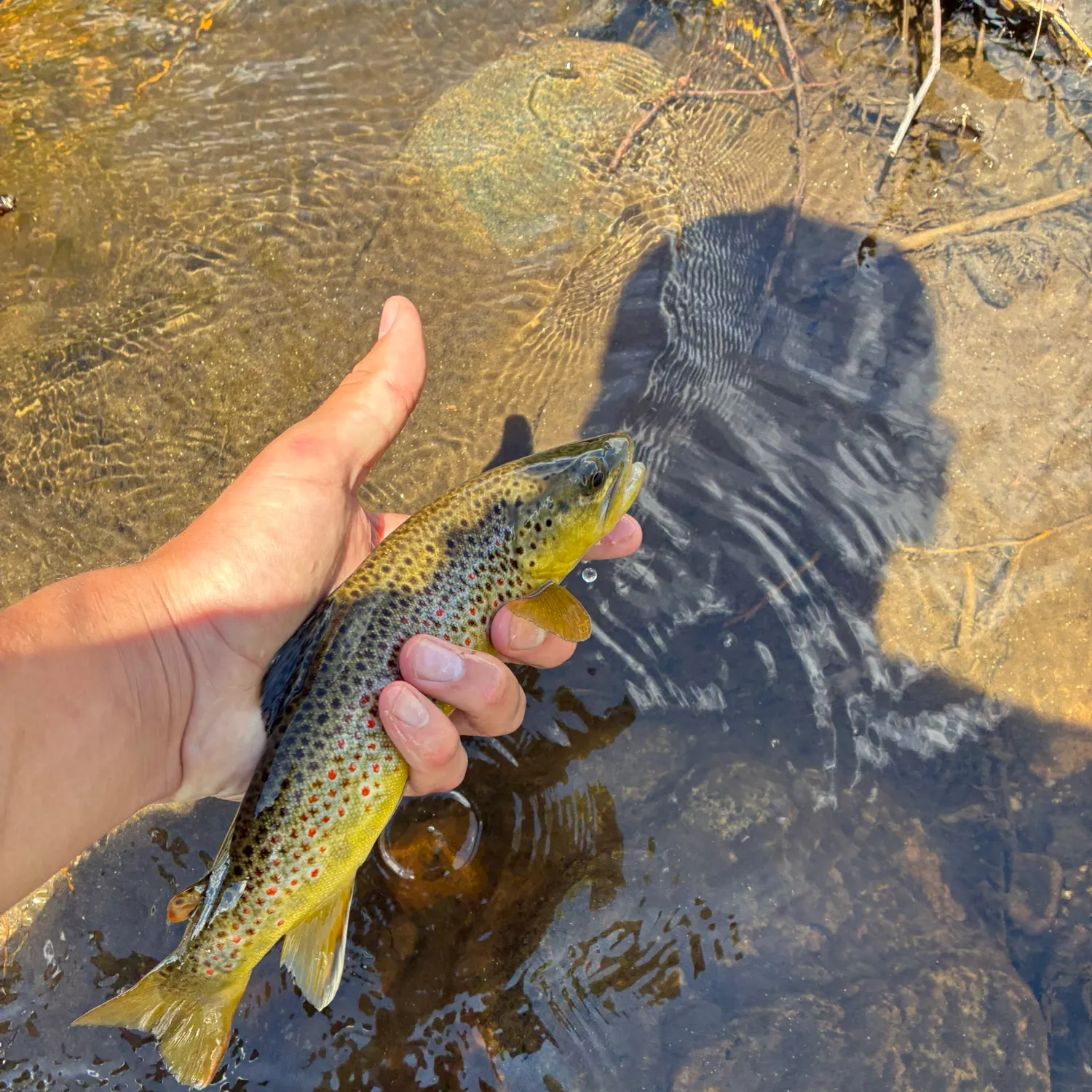 The most recent Brown trout catches on Fishbrain