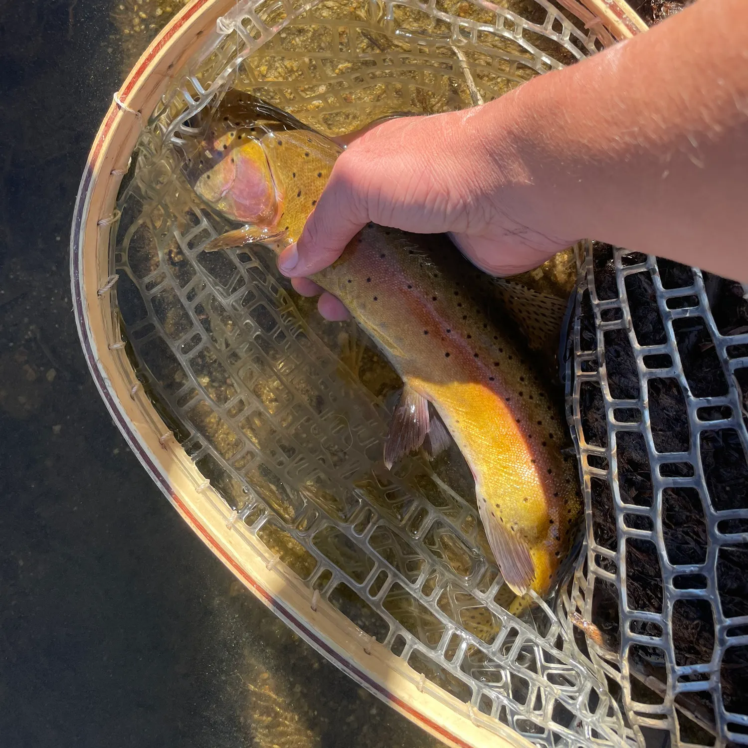 Lahontan cutthroat trout caught on Fishbrain
