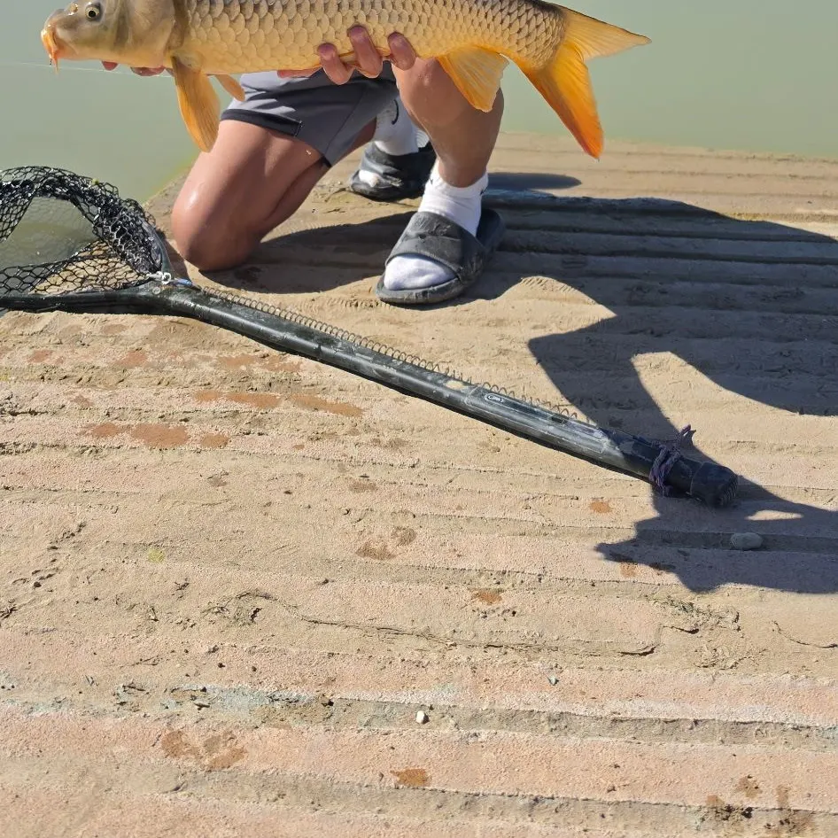 Common carp caught on Fishbrain