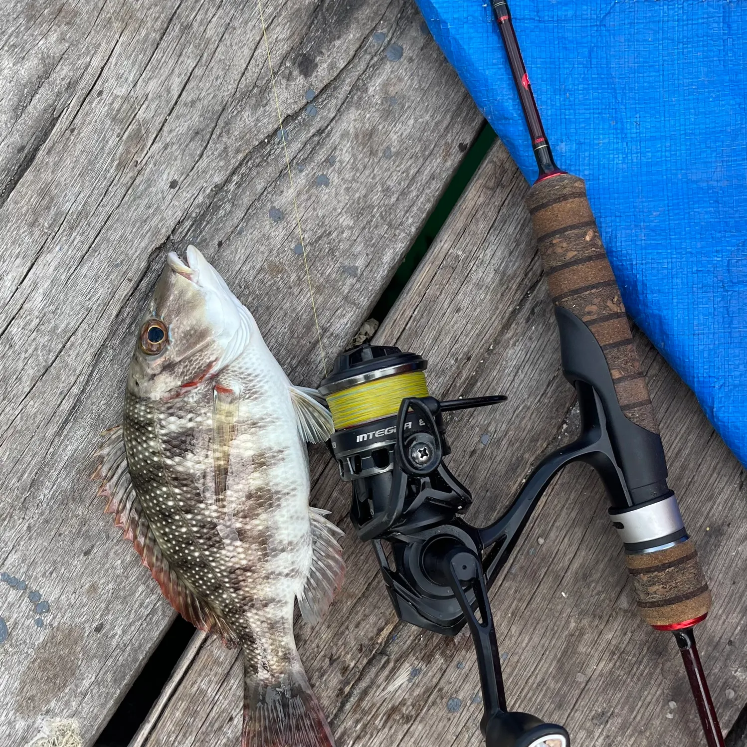 The most recent Spangled emperor catches on Fishbrain