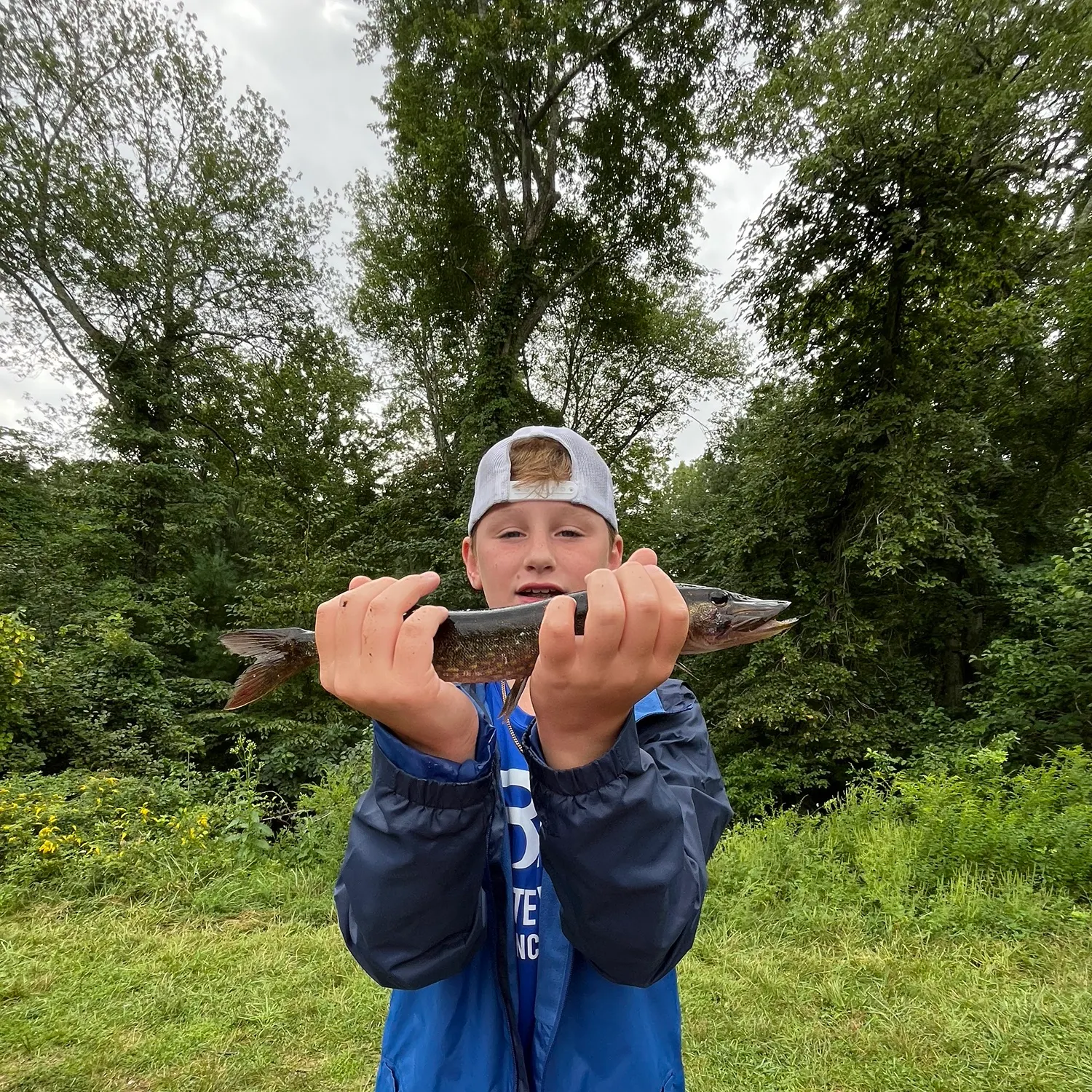 Chain pickerel caught on Fishbrain