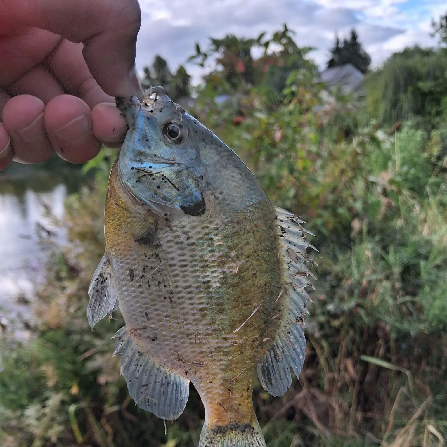 Bluegill caught on Fishbrain