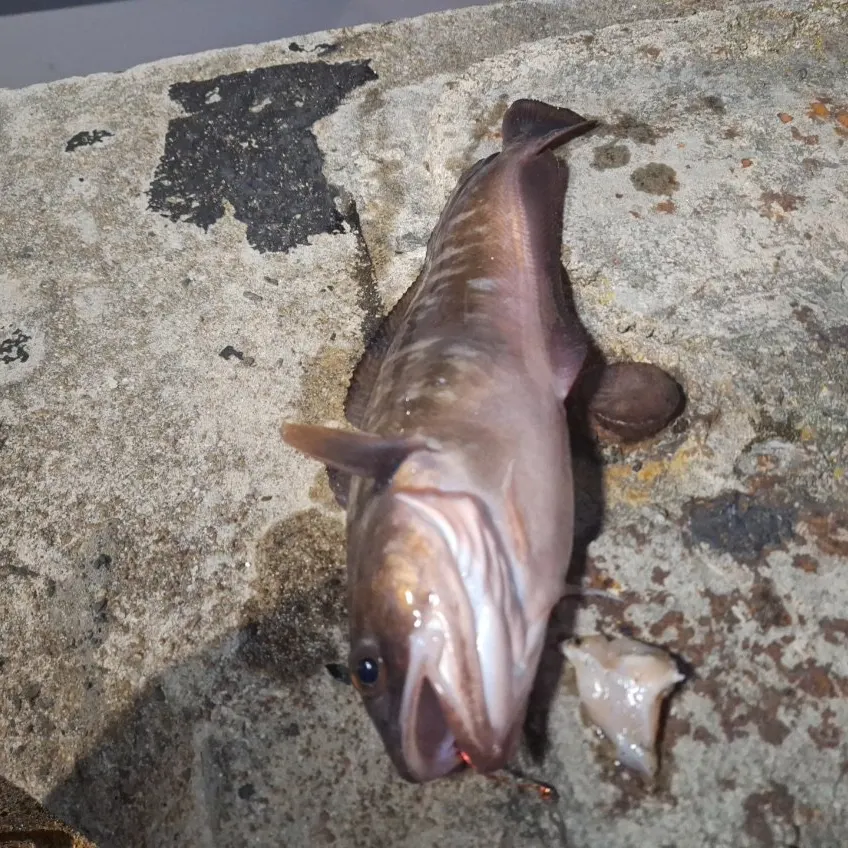 The most recent Red codling catches on Fishbrain