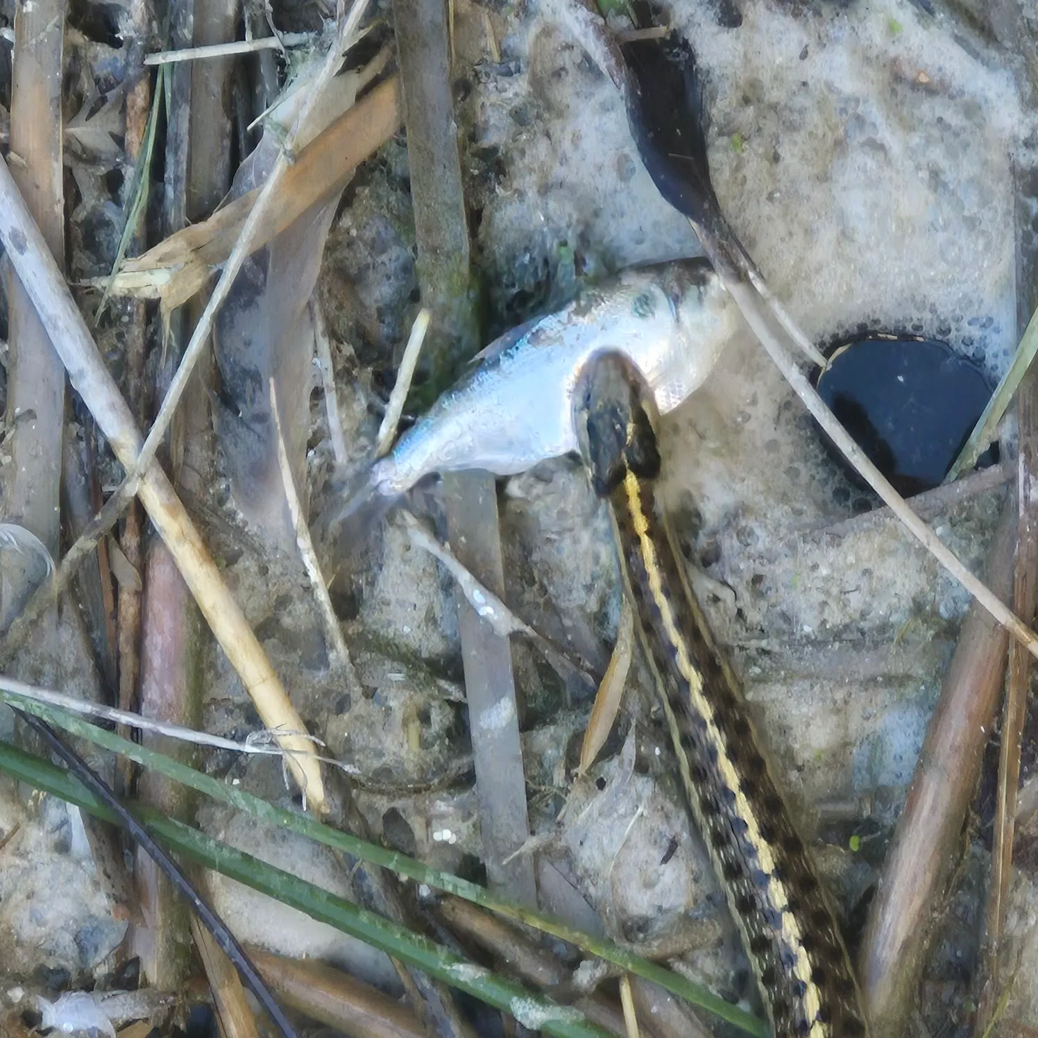 American gizzard shad caught on Fishbrain
