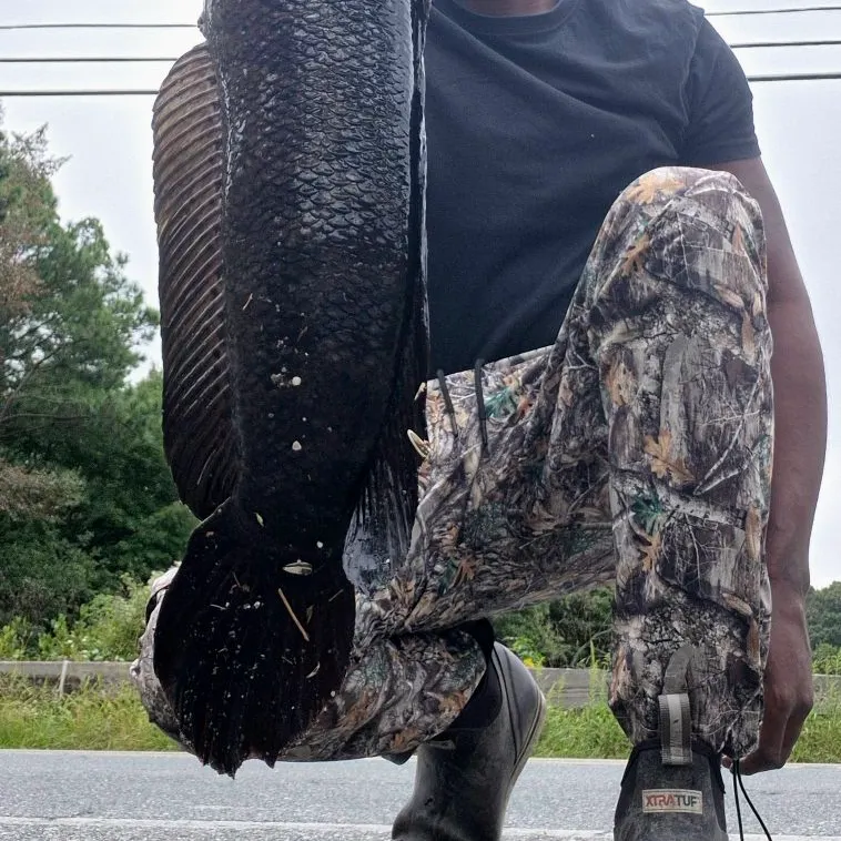 Northern snakehead caught on Fishbrain