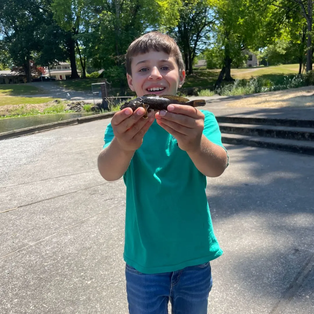 The most recent Mottled sculpin catches on Fishbrain