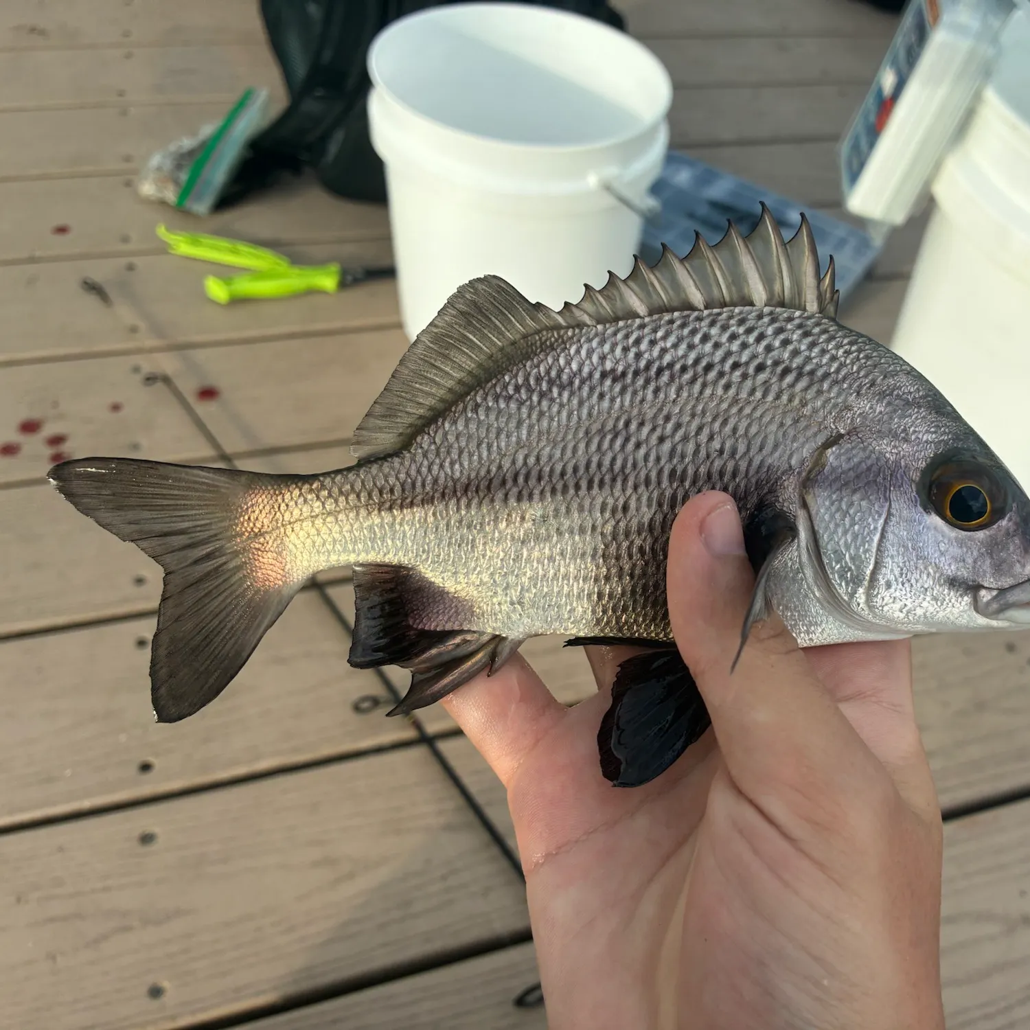 Black margate caught on Fishbrain