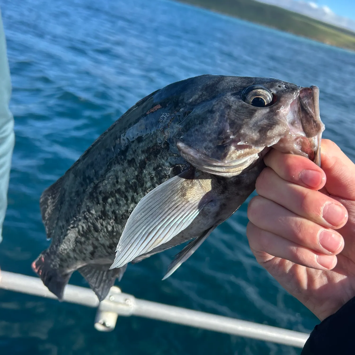 The most recent Blue rockfish catches on Fishbrain