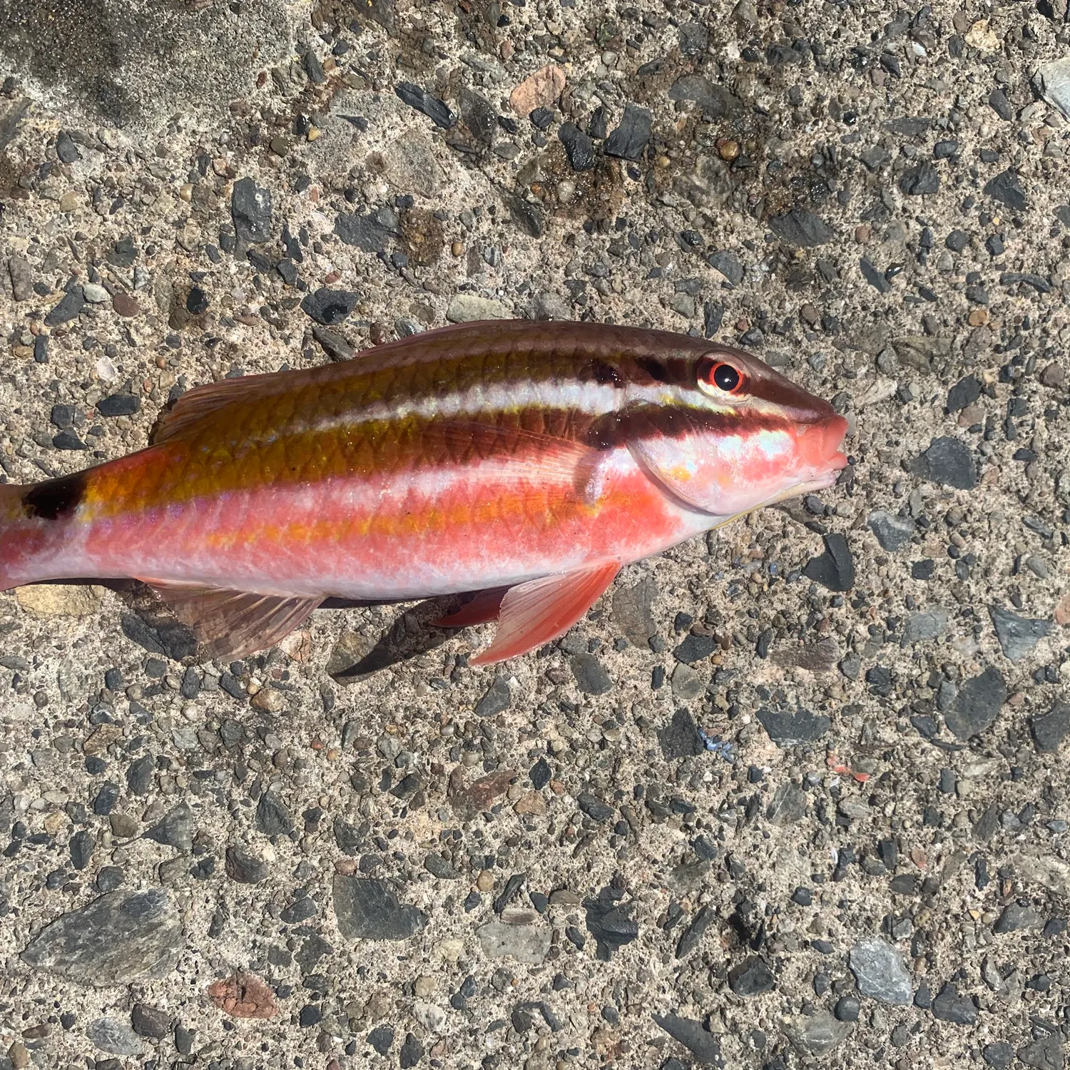 The most recent Surge wrasse catches on Fishbrain