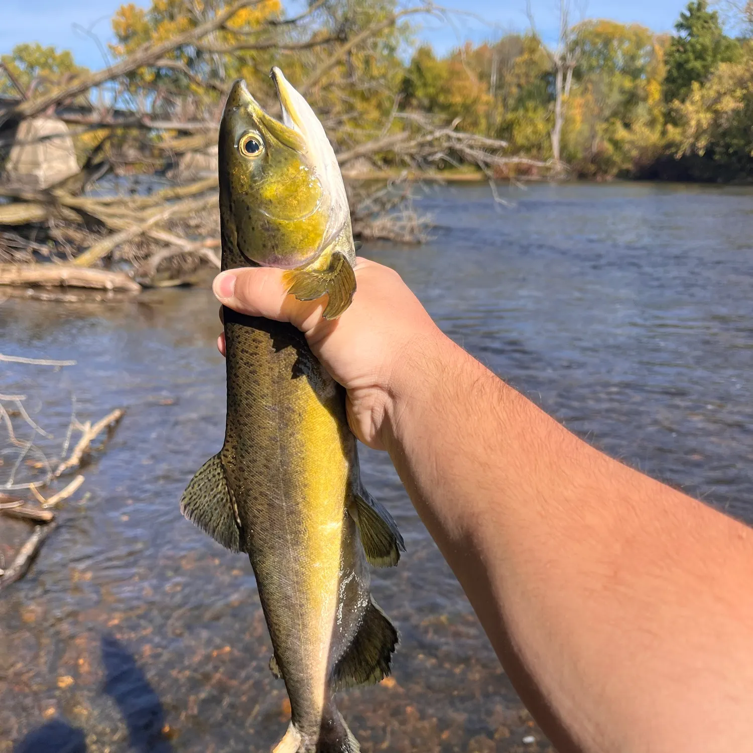 Pink salmon caught on Fishbrain