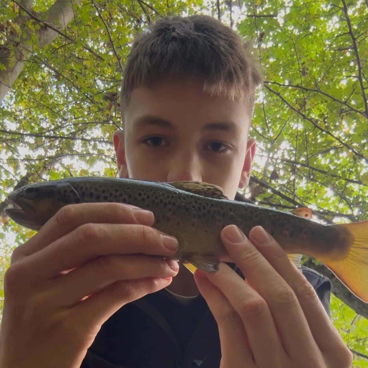 Brown trout caught on Fishbrain