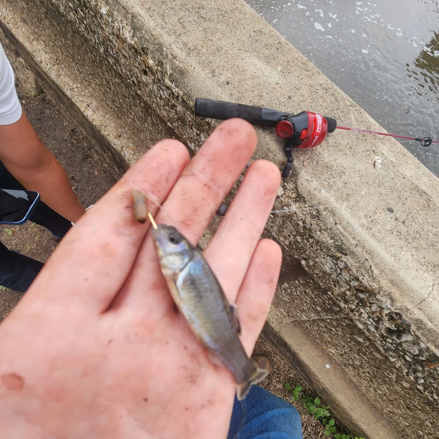 The most recent White sucker catches on Fishbrain