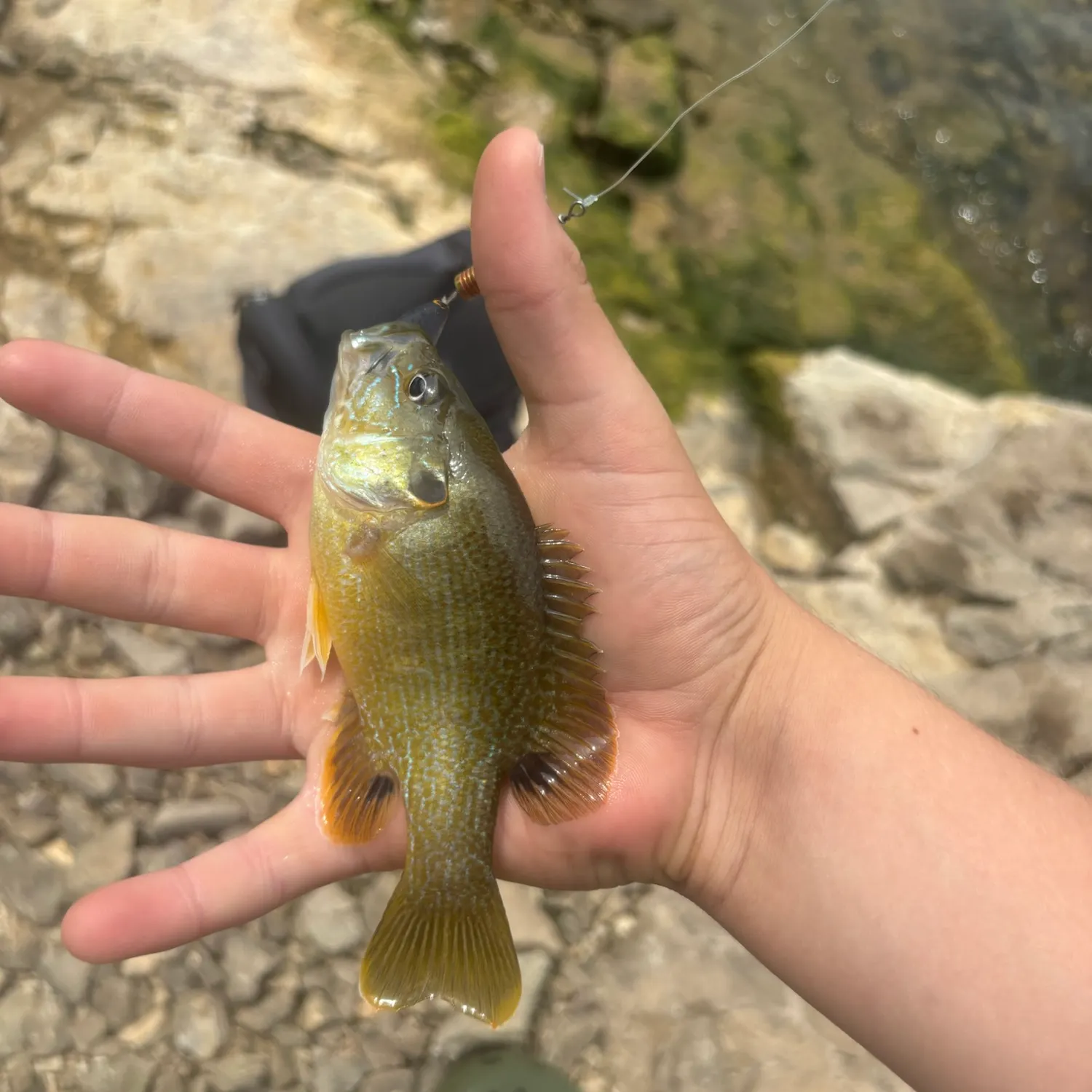 Green sunfish caught on Fishbrain