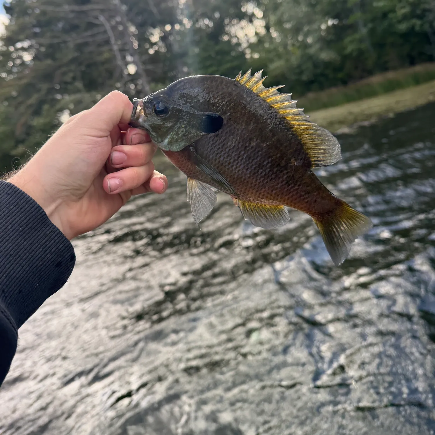 Bluegill caught on Fishbrain
