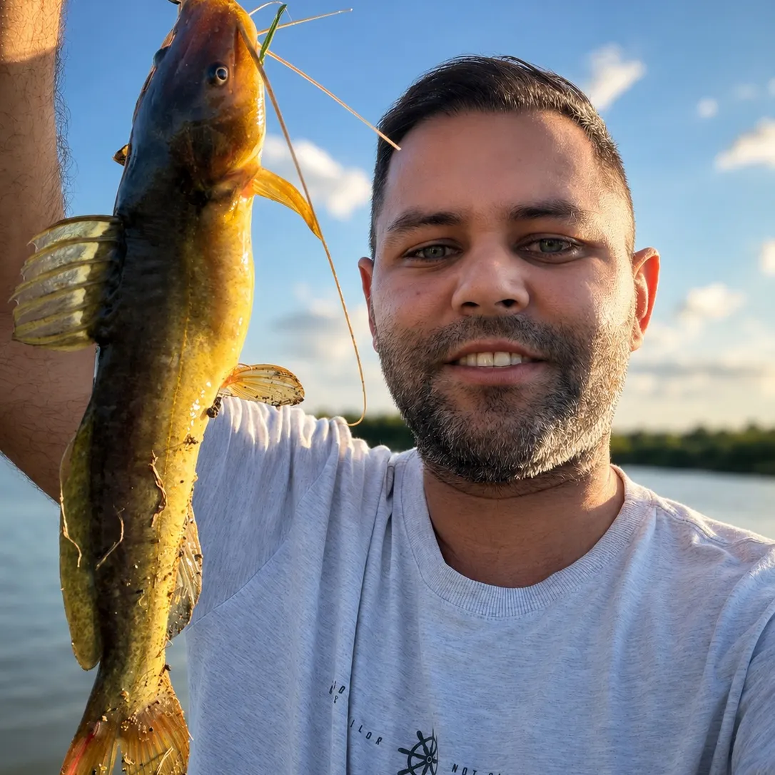 The most recent Spotted pimelodus catches on Fishbrain