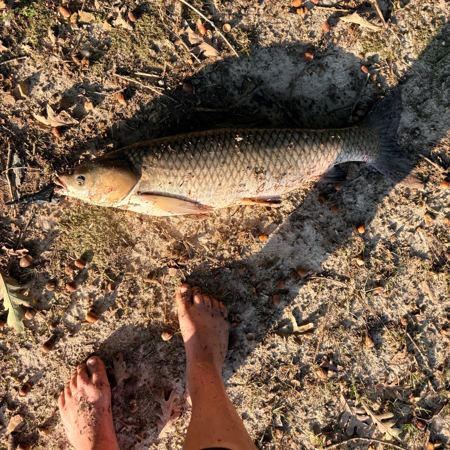 Grass carp caught on Fishbrain