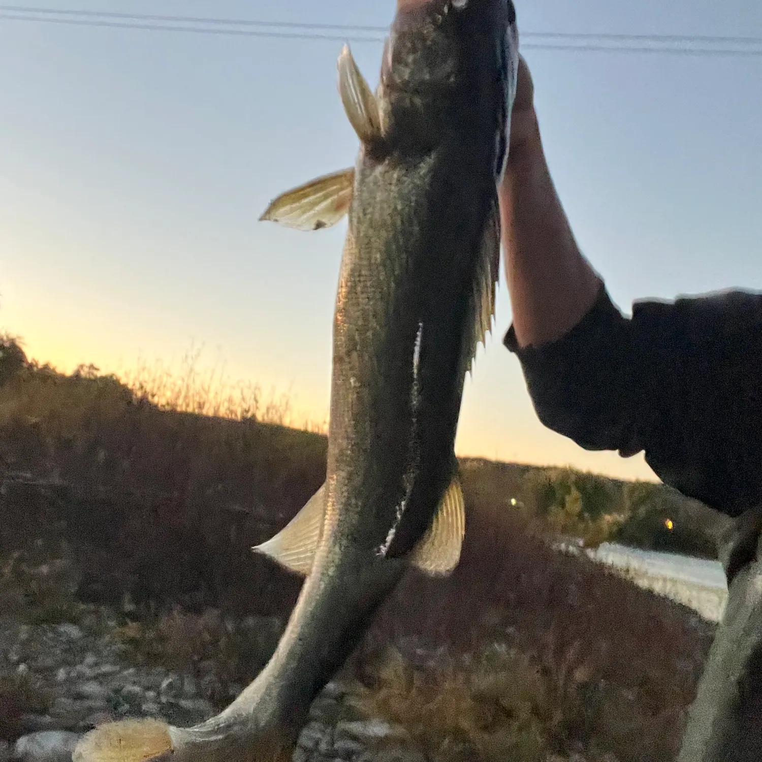 Walleye caught on Fishbrain