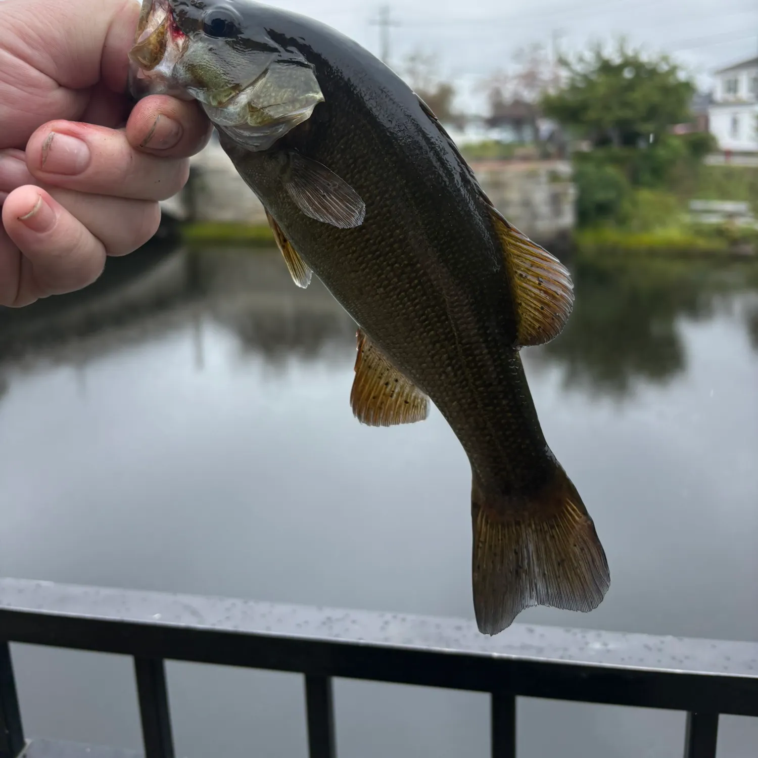 Smallmouth bass caught on Fishbrain