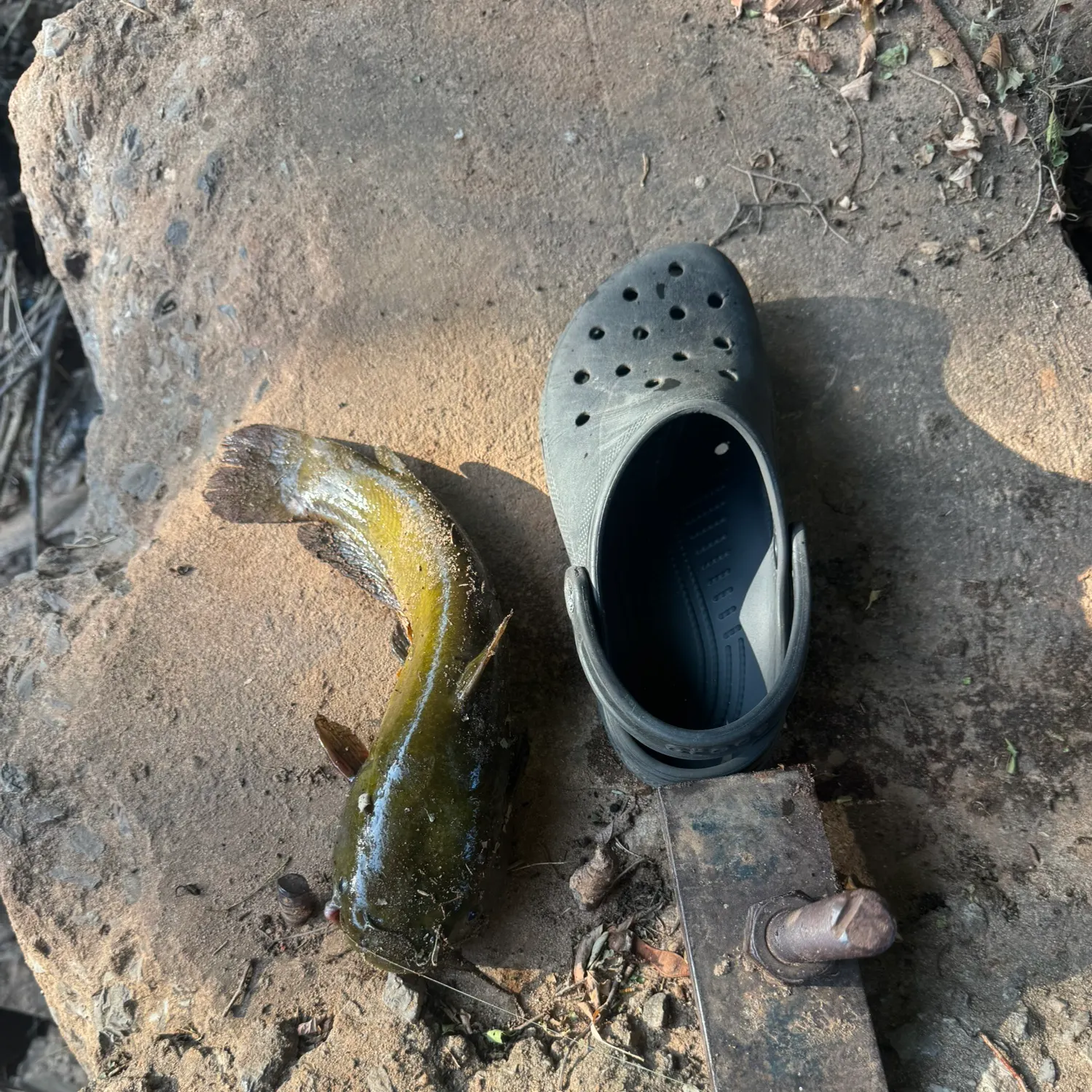 Black bullhead caught on Fishbrain