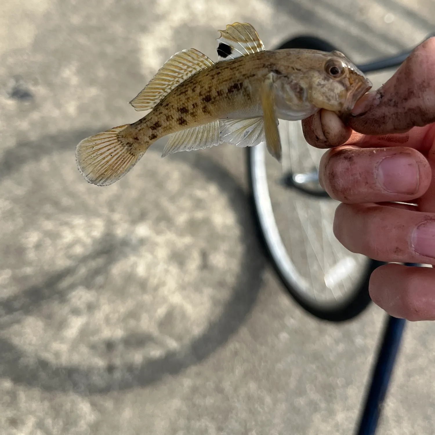 The most popular recent Common goby catch on Fishbrain