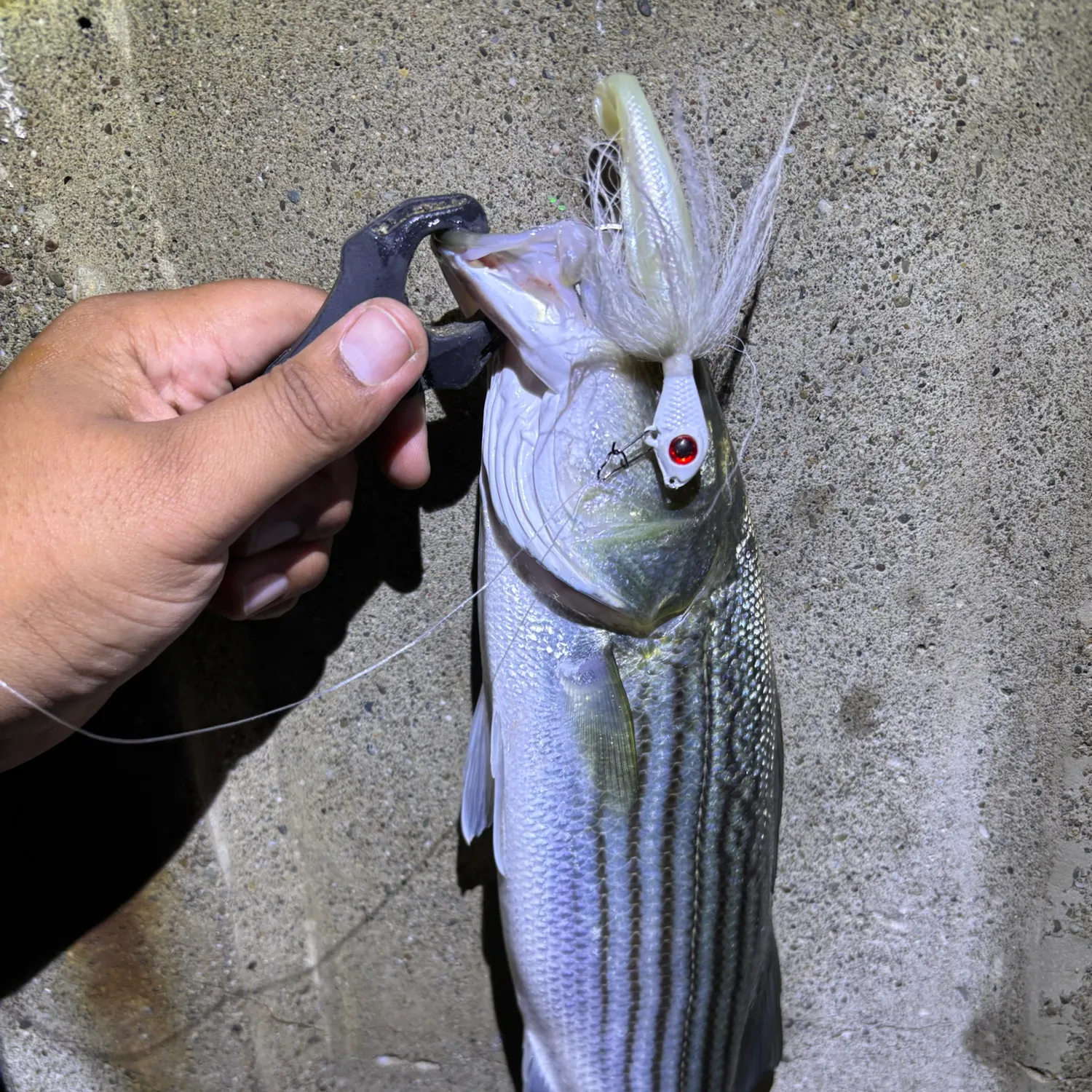 Striped bass caught on Fishbrain